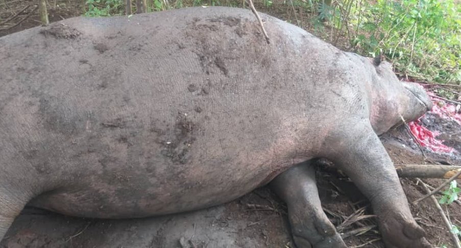 The hippo was shot dead on Thursday 30th December 2021.  