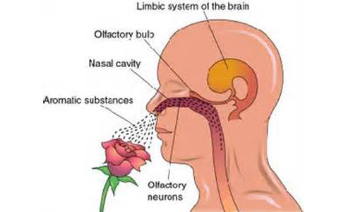 Humans can detect about one trillion different odors and have just as good a sense of smell as animals, suggests a new study.