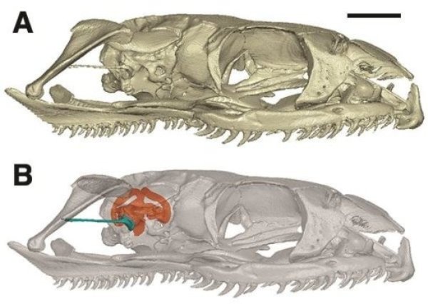 Modern snake skull, with inner ear shown in orange.
