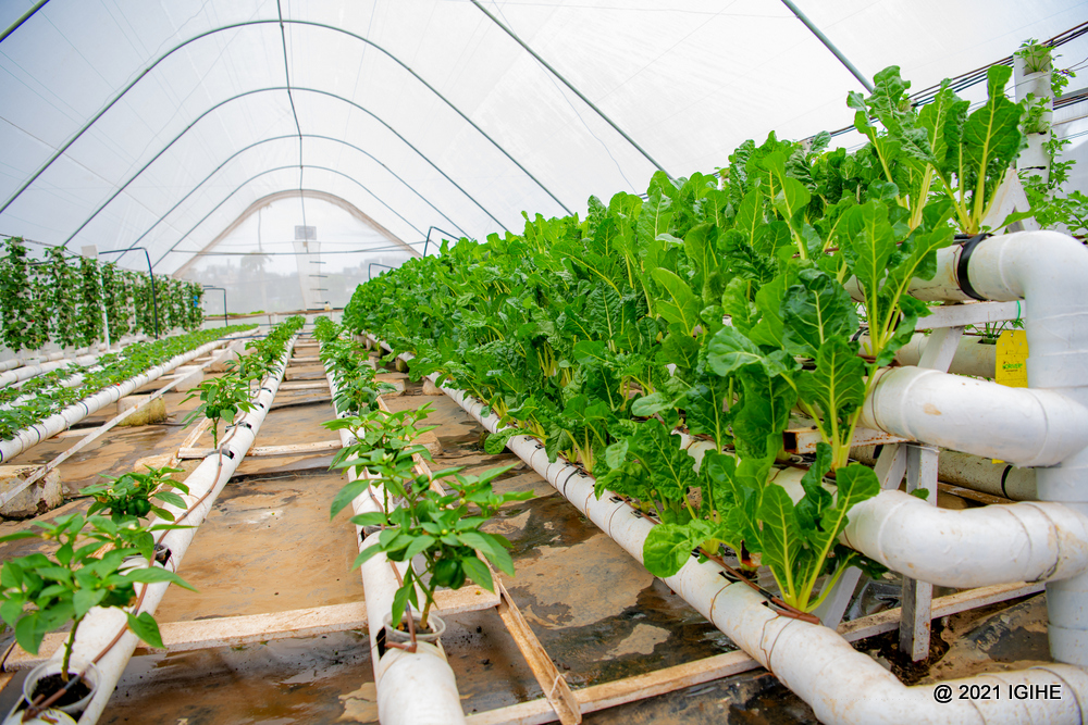 Soilless farming produces high yields on small land.