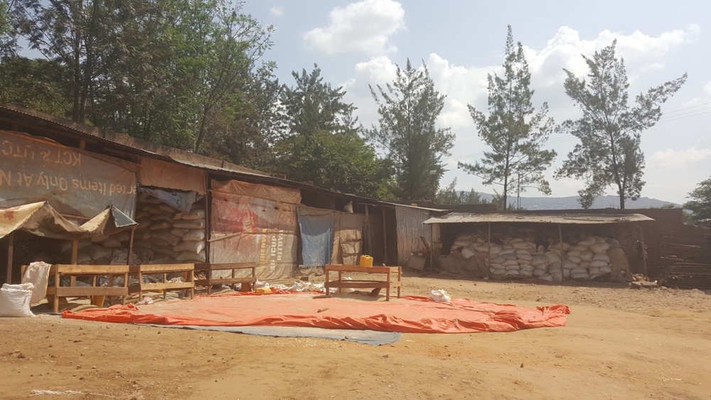 Stocks of maize perishing at Gashumba milling factory