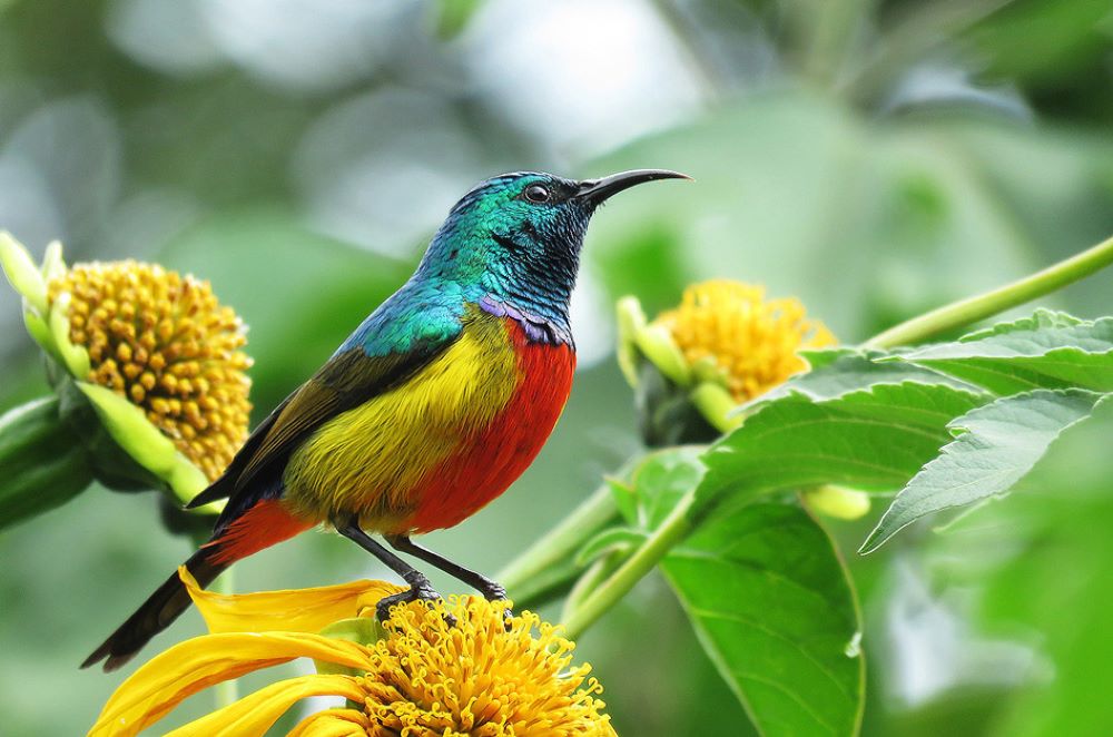 The Sunbird is among unique attractions in Volcanoes National Park.