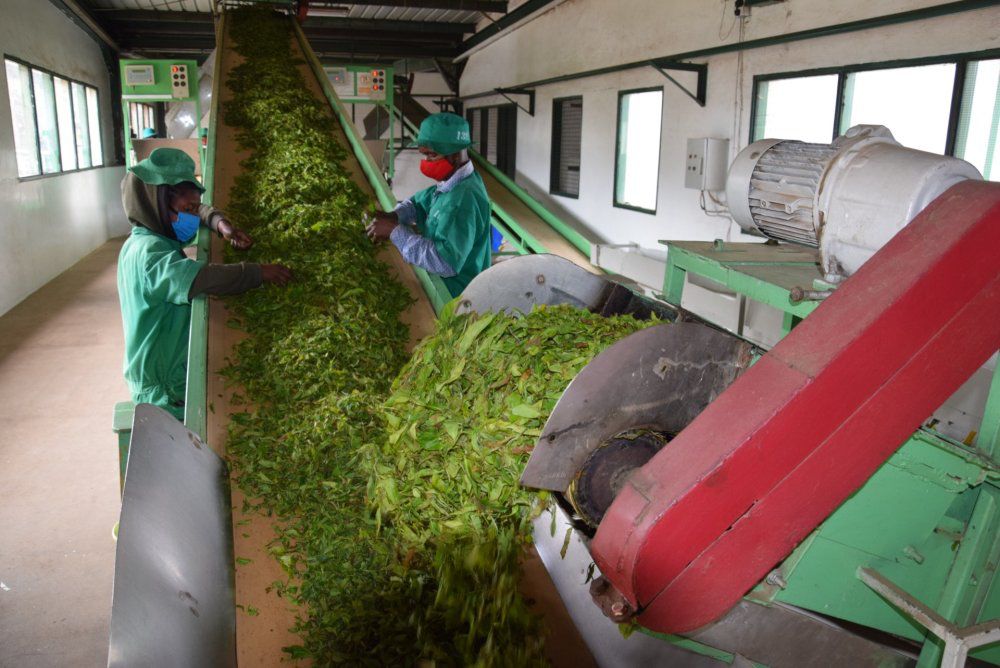 Rwanda’s tea is expected to generate $164 million by 2029.