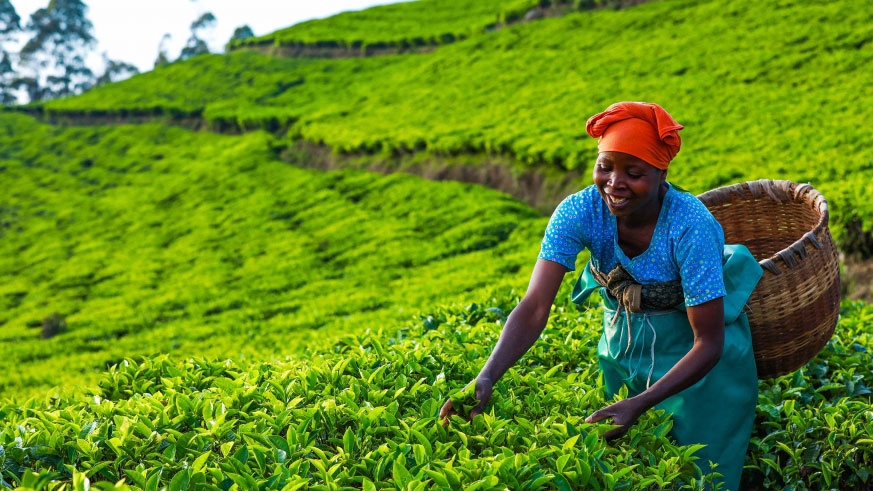 This year, tea factories will be increased from 16 to 19 across the country.