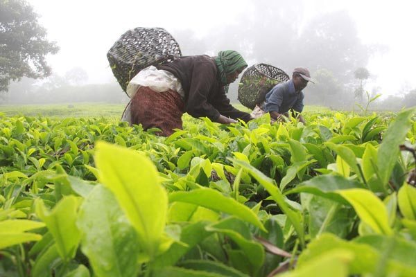 A tea plantation in Nyeri county. Sudan has suspended the decision to cut the shelf life of Kenyan tea from three to one-and-a-half years that saw sales to Khartoum drop by 30 per cent last year.
