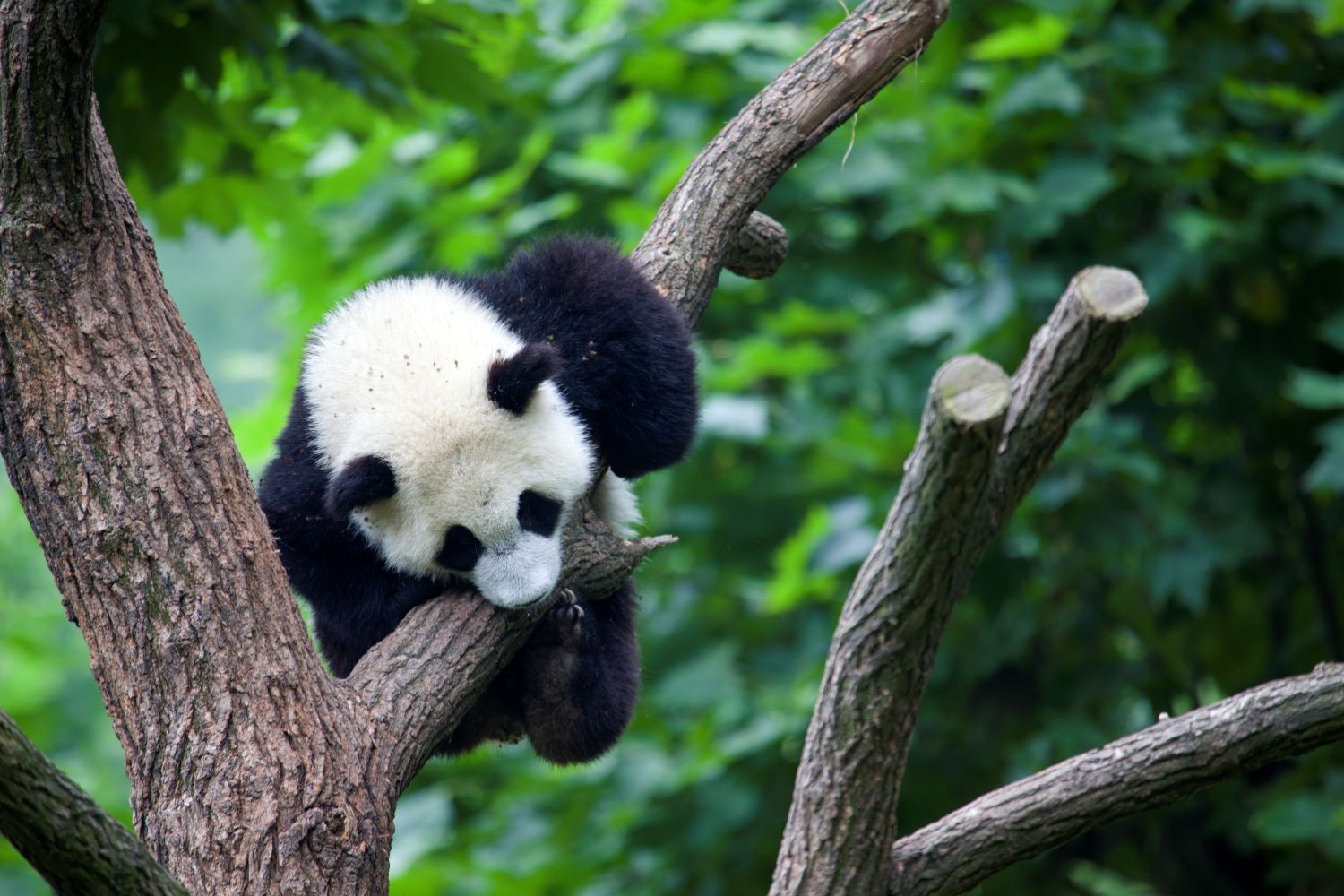 The city is known as the home of the pandas.