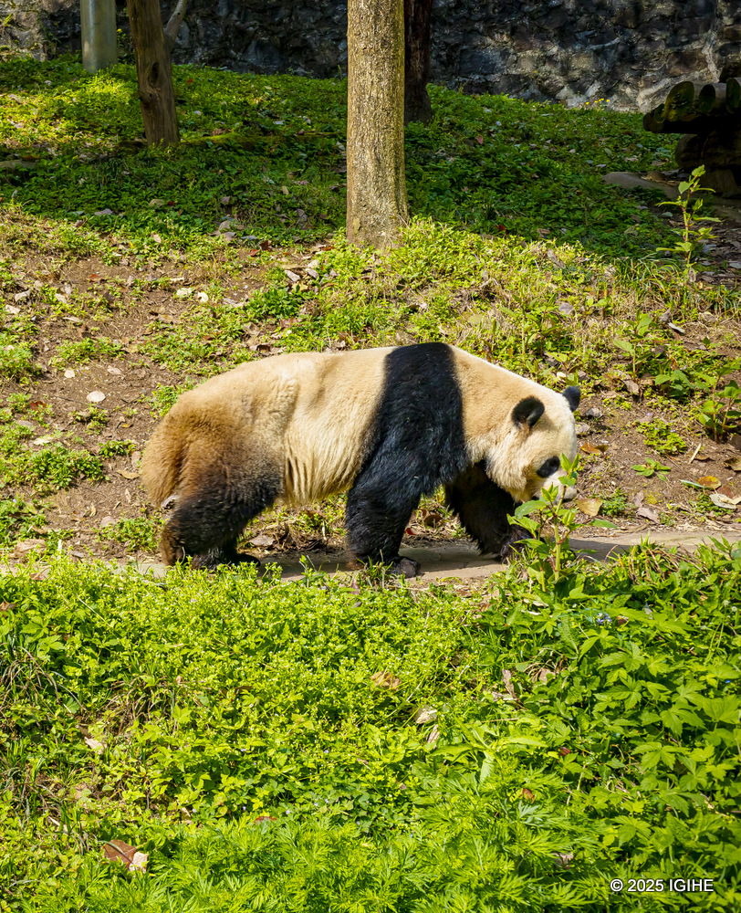 They enjoy their own space and only socialize during mating season.