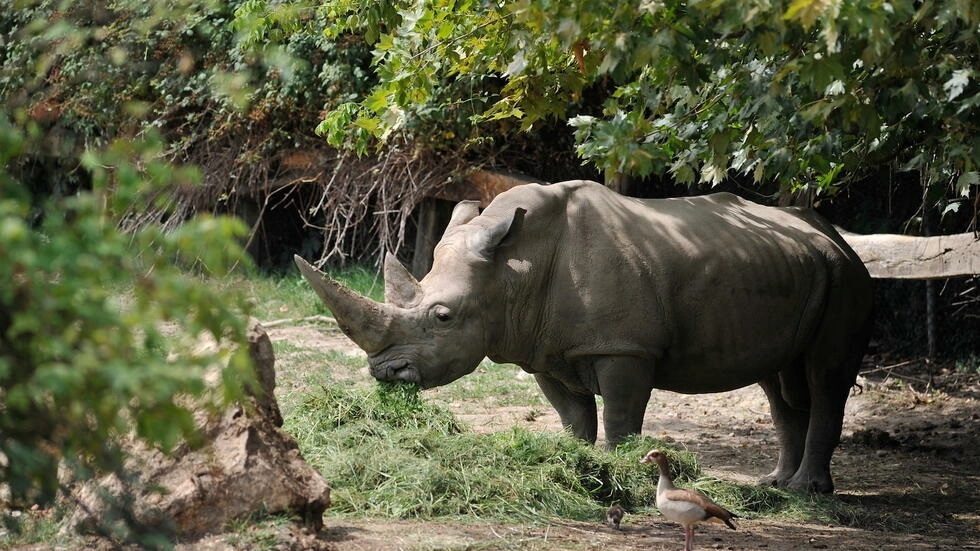 Toby was a southern white rhino -- only one of five rhino species that are not considered endangered - Parco Natura Viva/AFP