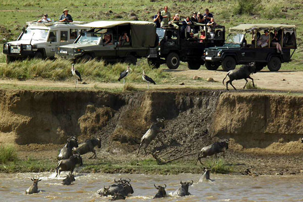 Tourists at the Maasai Mara watch the wildebeest migration. 
