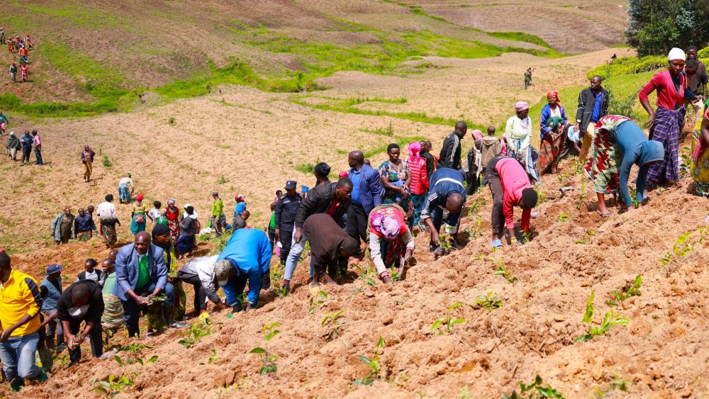 Officials joined residents during tea seedlings planting exercise on Wednesday.