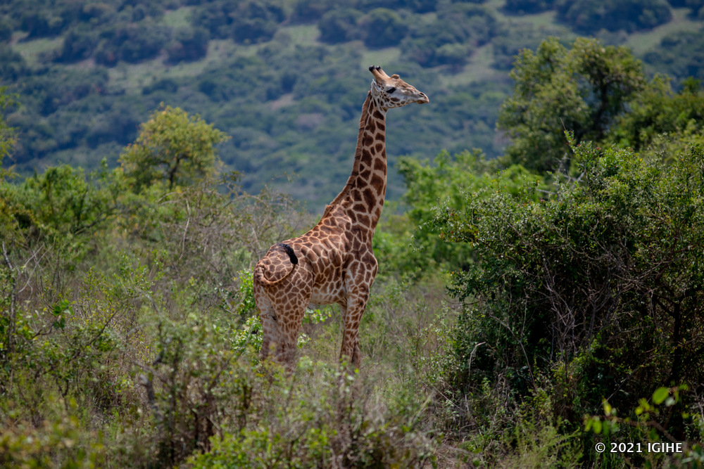 Akagera National Park recorded over 56,000 visitors in 2024.