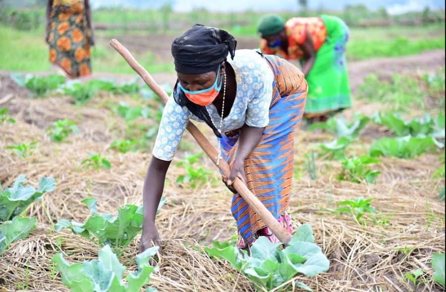 Agriculture accounts for 70% of the labour force in Rwanda.  