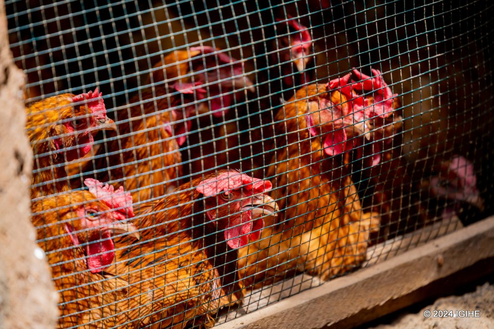 Poultry is among the projects that the local residents have taken on in the ACE project.