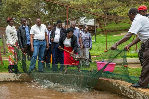 President Uhuru Kenyatta when he visited Kiganjo Trout Farm in Nyeri County on November 27, 2016. He starts his two-day tour of the county on Monday.