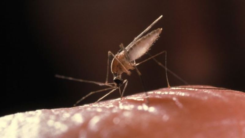 The patients had caught malaria when visiting Africa