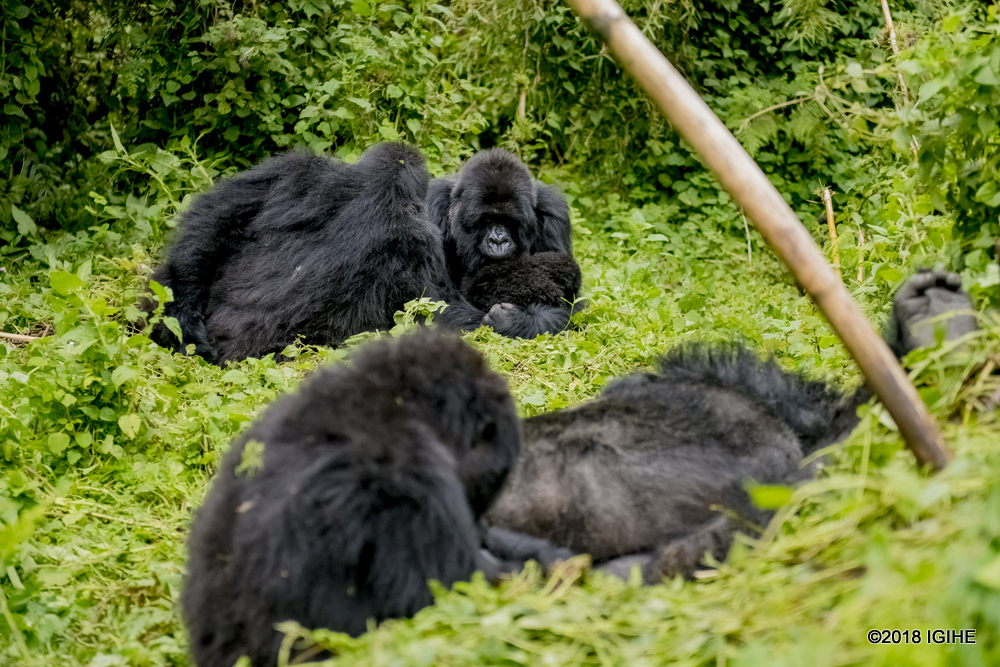 Rwanda has 62% of 880 mountain gorillas present globally. 