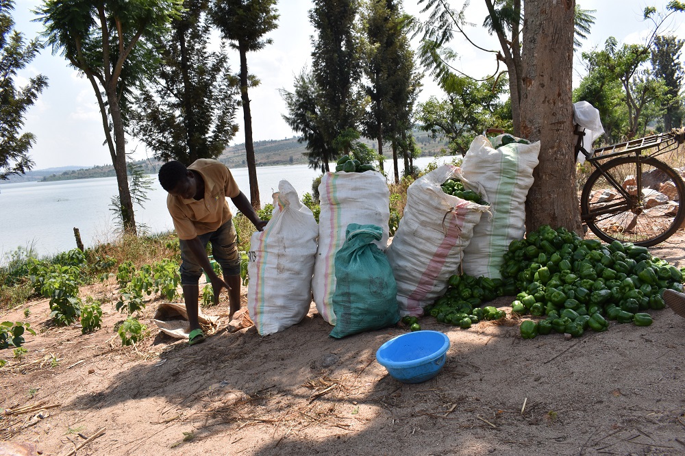 With the help of their agricultural reforms, production has increased significantly