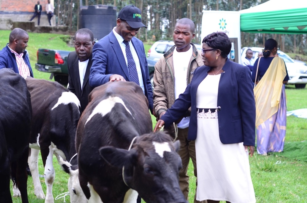 Excellent farmers received cows during the ceremony. 