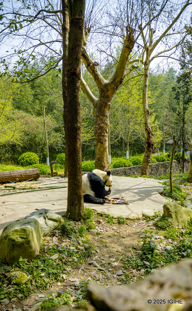 Unlike other bears, pandas don’t hibernate.