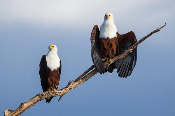 African Fish Eagle on Akagera National Park