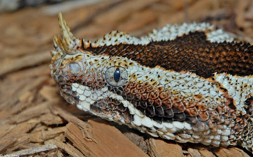 The Rhinoceros viper derives its name from the distinctive horn-like scales on its snout.