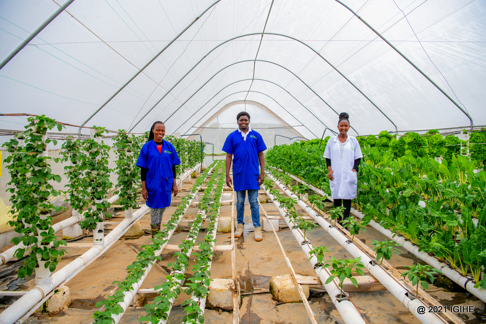 The youth has been urged to invest in a hydroponic farming system to optimize the yield on a small area. 