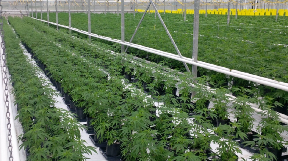 Experts say cannabis use is a common trigger for psychotic episodes.