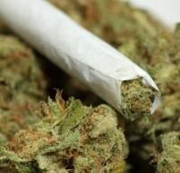 Cannabis 