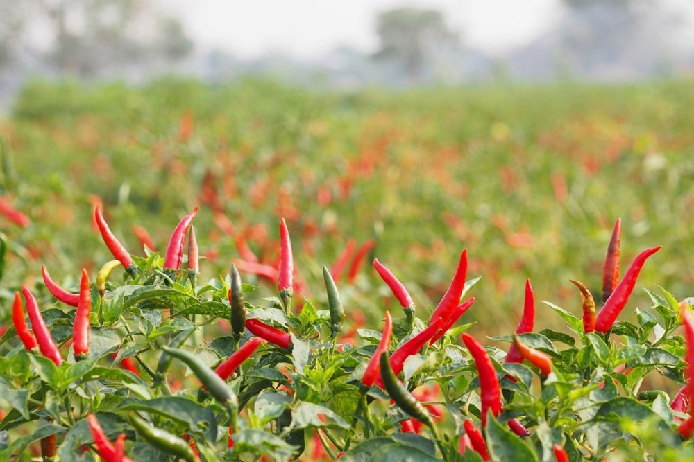 Rwanda has a growing market for pepper in Asia, especially in China and European countries.