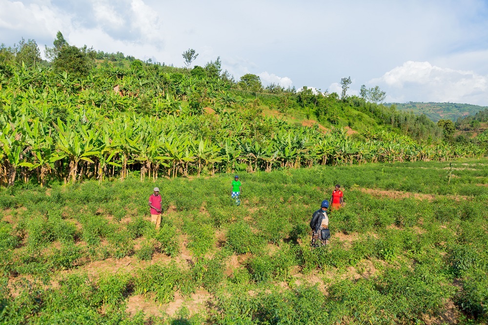 The five-year project seeks to help farmers improve produce, meet market demand and transform their livelihoods.