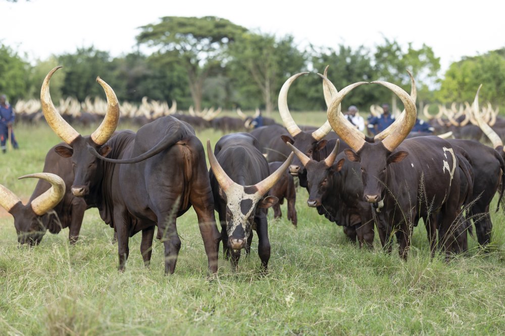 The farm is located in Kibugabuga, Eastern Rwanda.