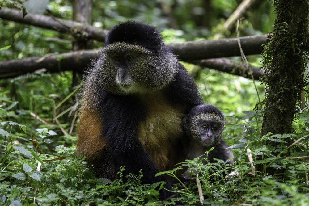 Gishwati-Mukura National Park is home to a large number of chimpanzees.