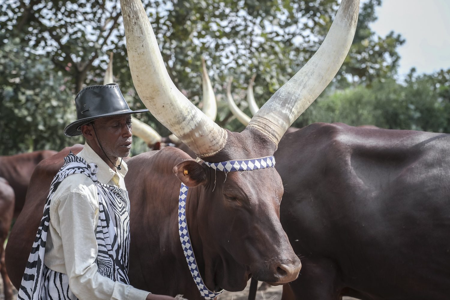 Long-horned royal cows 'Inyambo'