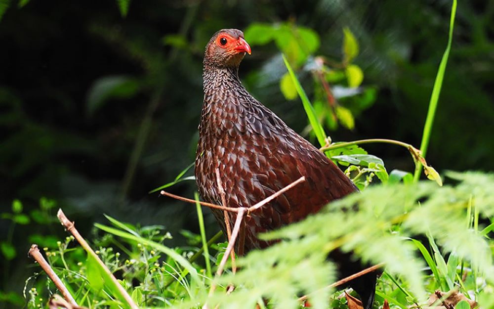 Rwanda’s varied landscapes provide the perfect backdrop for birding adventures.
