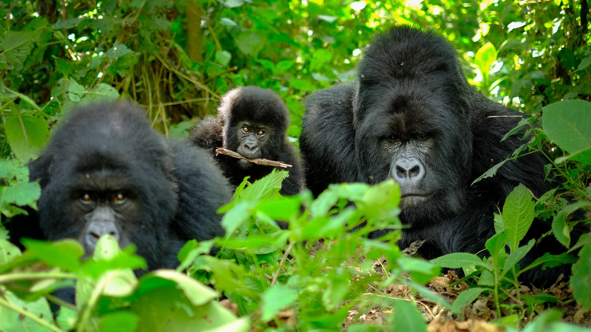 Volcanoes National Park is home to mountain gorillas.