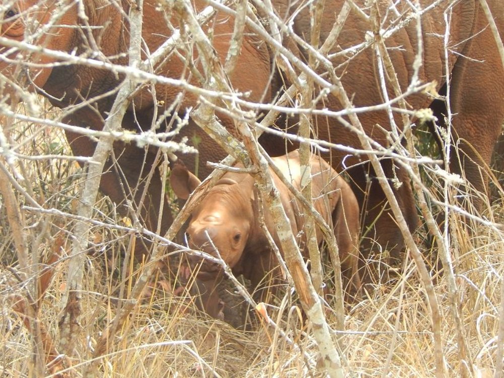 Ineza's child rhino was first seen in August of this year