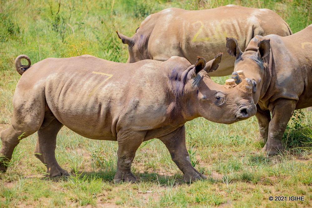 The introduction of Southern White Rhinos in Rwanda marked the largest single rhino translocation in history.