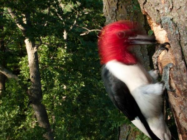 A red-headed woodpecker works on a tree in Nebraska. The birds have skulls specially suited to hard labor.
