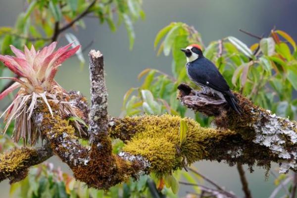 An acorn woodpecker perches on a branch in Costa Rica. The birds are famous for their pecking abilities.