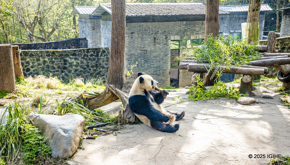With more than 60 species of bamboo grown locally, the center keeps its residents well-fed and satisfied.