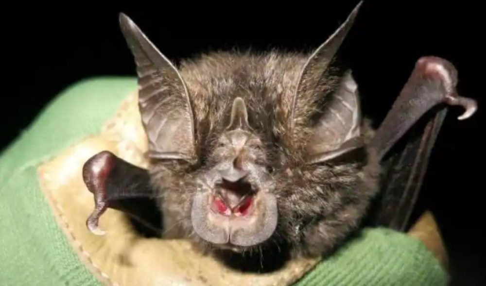 The Hill’s horseshoe bat is currently surviving in Rwanda’s Nyungwe forest. /Twitter