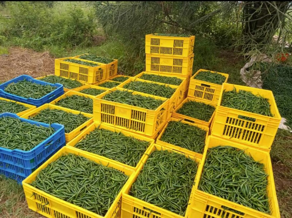 Large industries, institutions, and cooperatives which produce tea, sugar, milk, rice, coffee, and flour are advised to limit the number of workers.