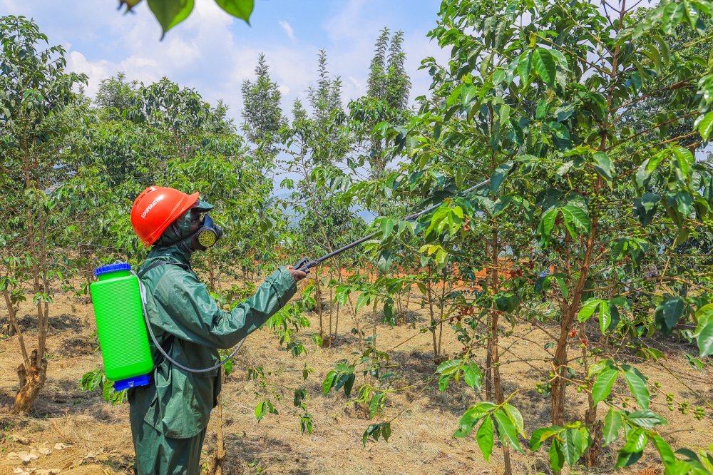 Coffee is thoroughly monitored from the plantation until its reaches end users. 
