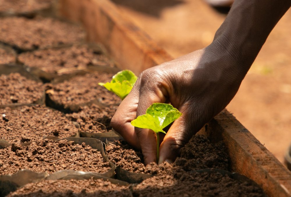Guests were also taken through the process to prepare new seedlings.  