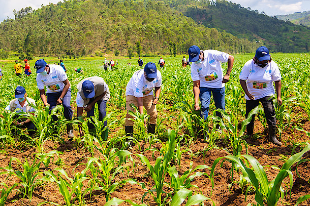 Agriculture is the backbone of Rwanda's economy.