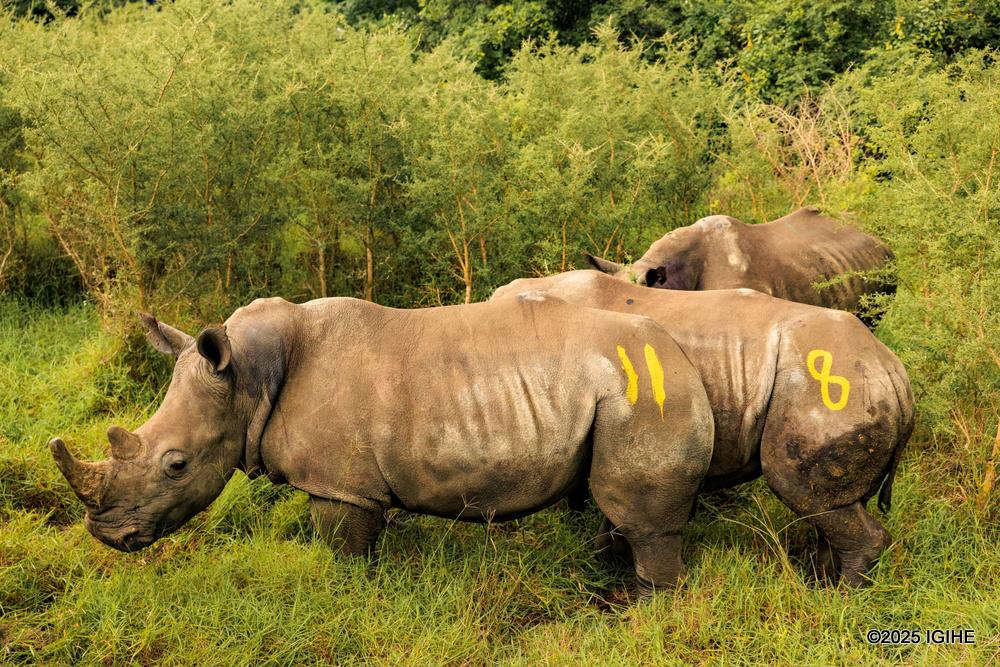 The Rwanda Development Board (RDB) partnered with African Parks and the Munywana Conservancy, with funding from The Howard G. Buffett Foundation, to execute this ambitious project. 