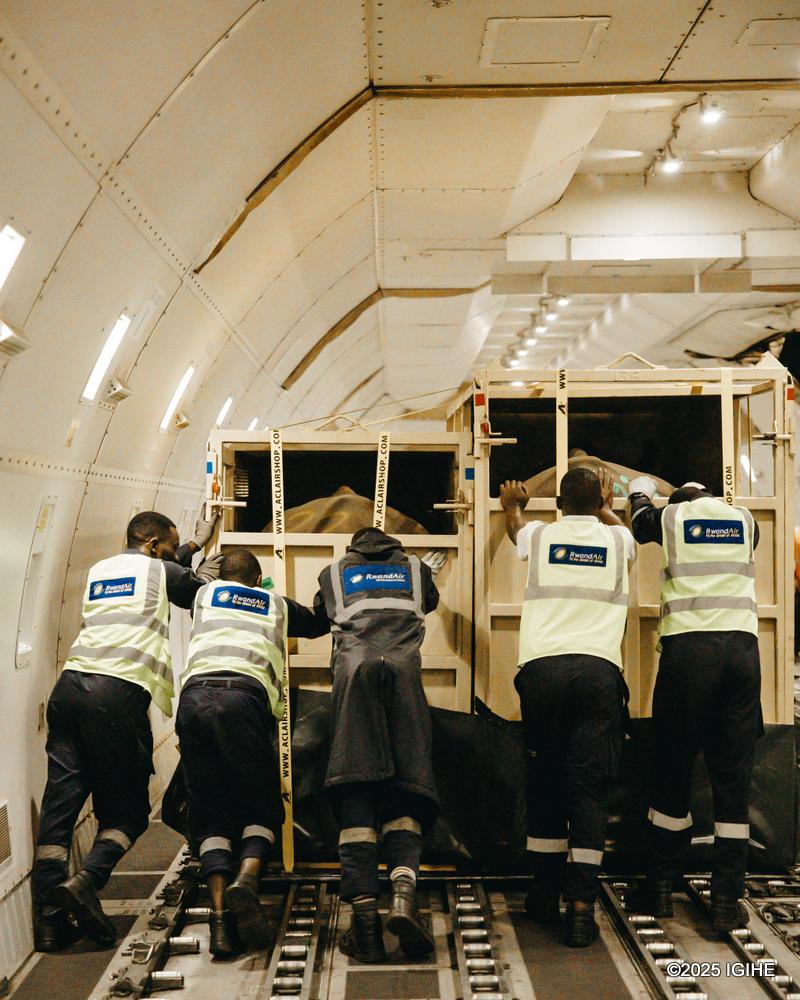 The operation, involving 70 rhinos sourced from South Africa, was completed in two phases of 35 rhinos each.