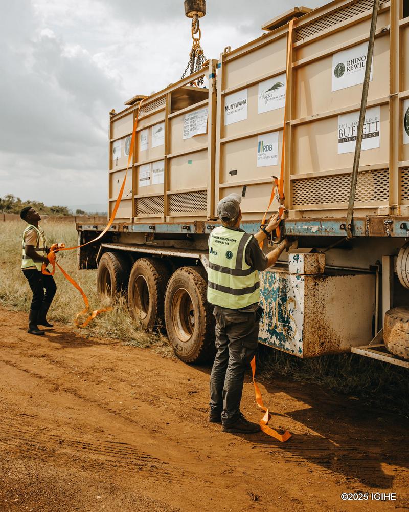 The translocation builds on the 2021 introduction of 30 white rhinos to Akagera, which has grown to 41 animals. 