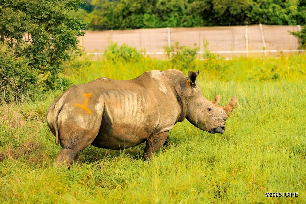The rhinos were initially relocated within the country to the Munywana Conservancy to acclimate to conditions similar to Akagera. 