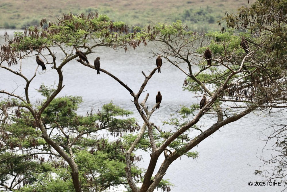 The gardens are adorned with a variety of trees, which not only beautify the surroundings but also attract many bird species, adding to the serene atmosphere, especially at sunset.